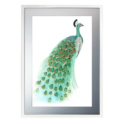 Pavo Real 1