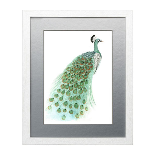 Pavo Real 1
