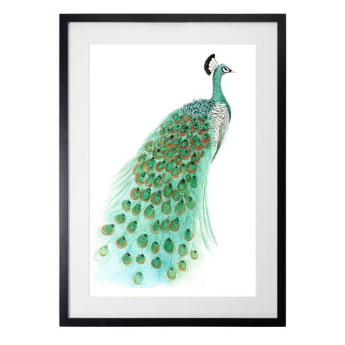 Pavo Real 1