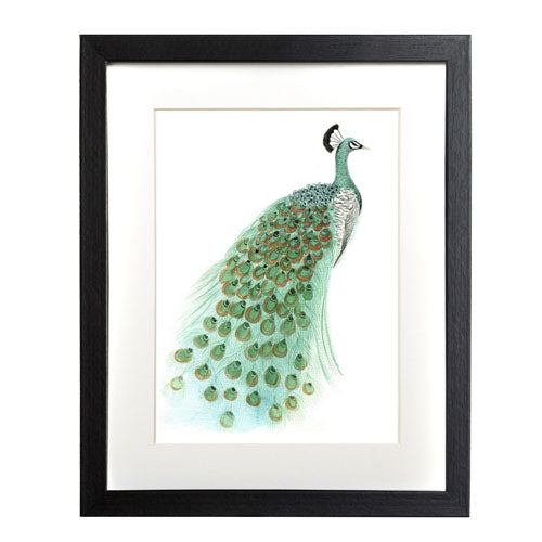 Pavo Real 1