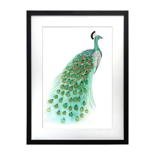 Pavo Real 1