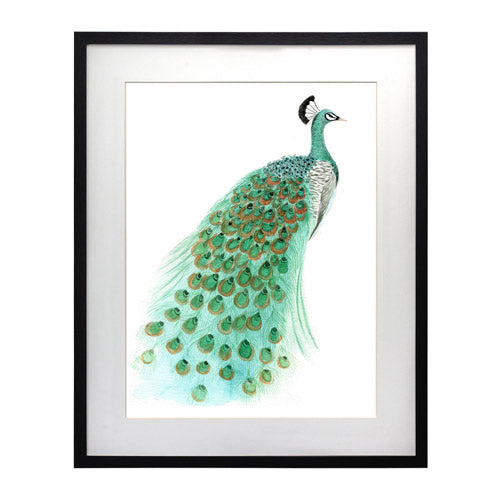 Pavo Real 1