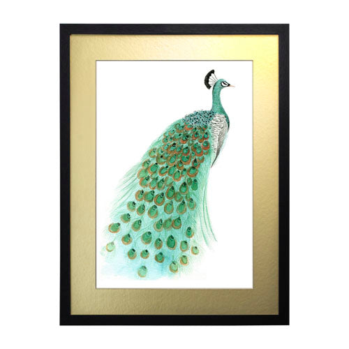 Pavo Real 1