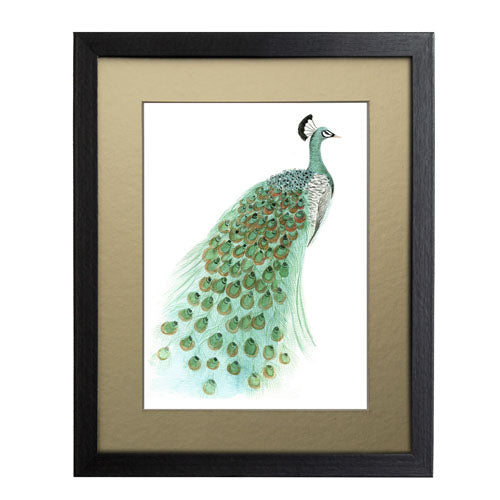 Pavo Real 1
