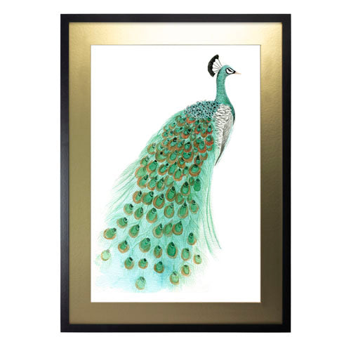 Pavo Real 1