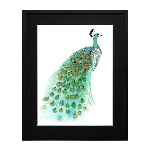 Pavo Real 1