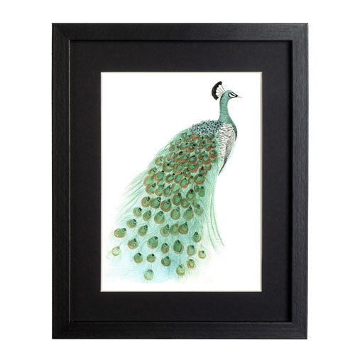 Pavo Real 1