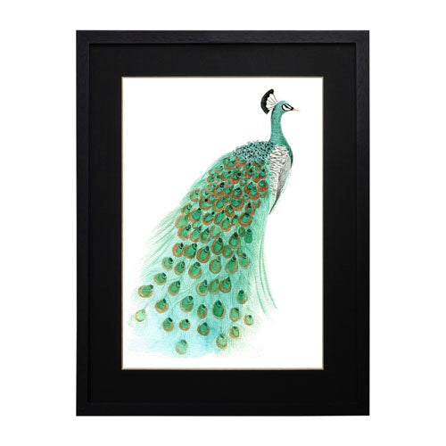 Pavo Real 1