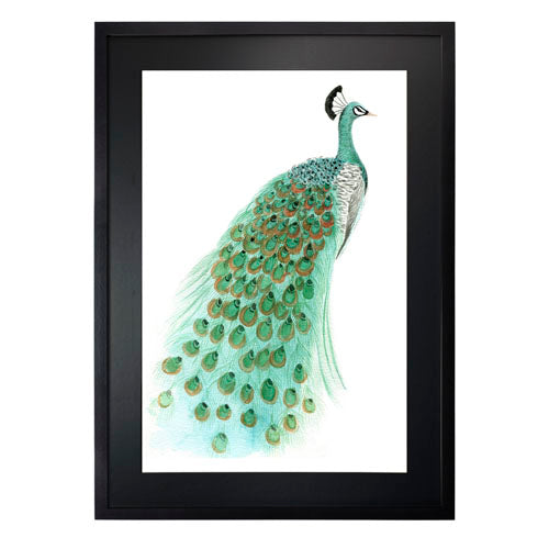 Pavo Real 1