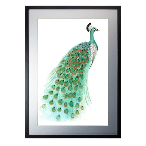 Pavo Real 1