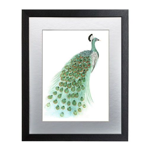 Pavo Real 1
