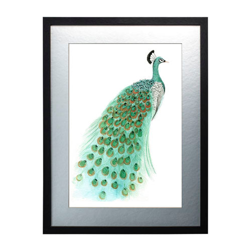 Pavo Real 1
